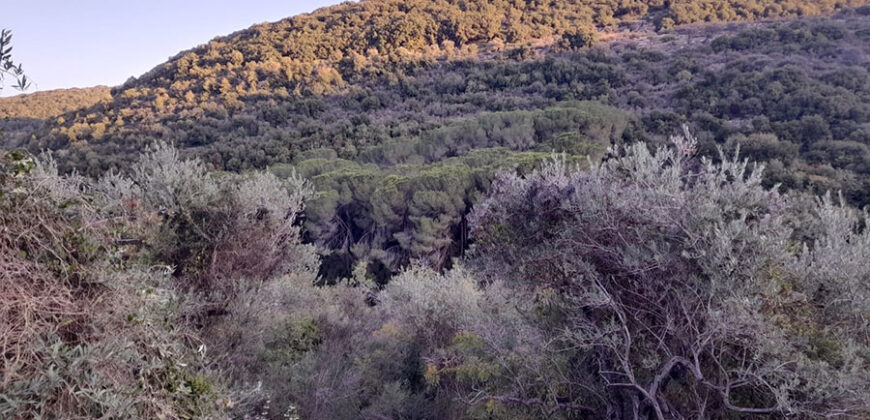 Land for Sale Bejjeh Jbeil Area 2300Sqm