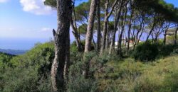 Land for Sale Gharzouz Jbeil Area 2968Sqm