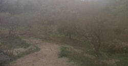 Land for Sale Mazraat Bani Saab Bsharii Area 2956Sqm