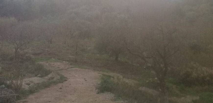 Land for Sale Mazraat Bani Saab Bsharii Area 2956Sqm