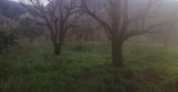 Land for Sale Mazraat Bani Saab Bsharii Area 2956Sqm