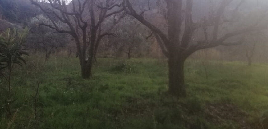 Land for Sale Mazraat Bani Saab Bsharii Area 2956Sqm