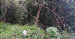 Land for Sale Aamchit Jbeil Area 1114Sqm