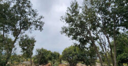 Land for Sale Monsef Jbeil Area 2400Sqm