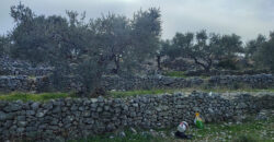 Land for Sale Chabtine Batroun Area 1965Sqm