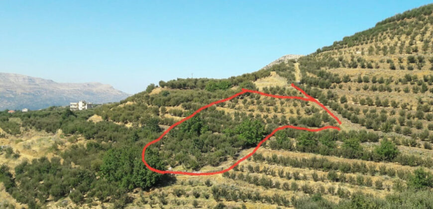 Land for Sale Aaqoura ( Laqlouq ) Jbeil Area 2356Sqm