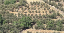 Land for Sale Aaqoura ( Laqlouq ) Jbeil Area 2356Sqm