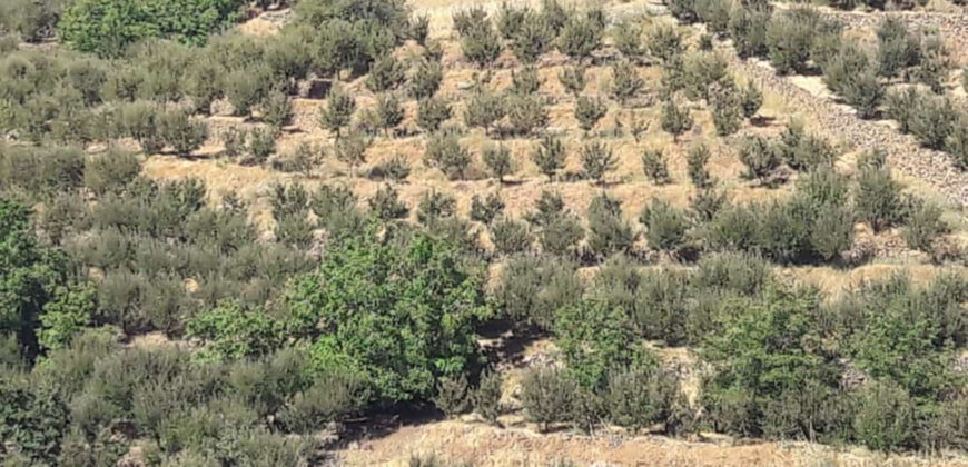 Land for Sale Aaqoura ( Laqlouq ) Jbeil Area 2356Sqm