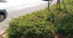 Old House for Sale Batroun City Housing Area 200Sqm Land Area 865Sqm