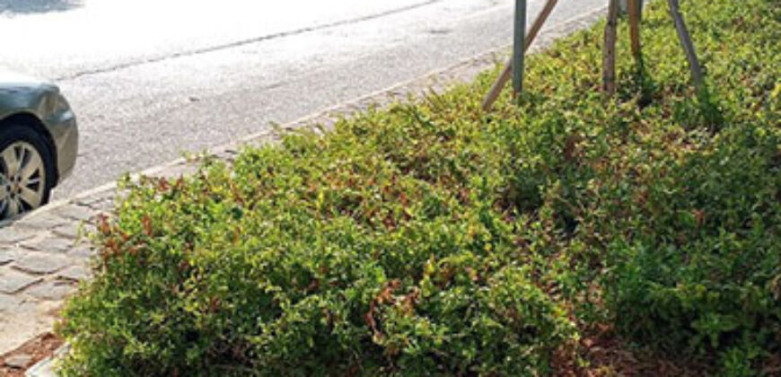 Old House for Sale Batroun City Housing Area 200Sqm Land Area 865Sqm