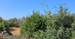 Land for Sale Monsef Jbeil Area 1255Sqm