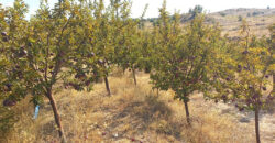 Land for Sale Hadath El Jebbeh Bsharri Area 2902Sqm