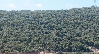 Land for Sale Edde Batroun Area 814Sqm