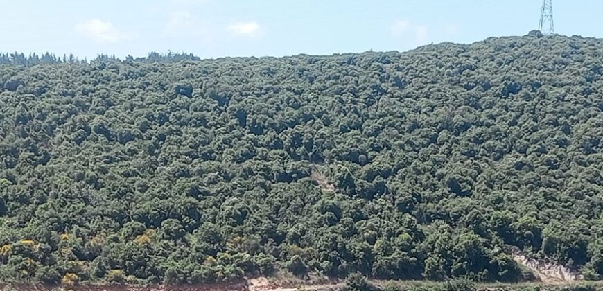 Land for Sale Edde Batroun Area 814Sqm