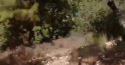 Land for Sale Mazraat Aassaf Bsharri Area 985Sqm Land for Sale Mazraat Aassaf Bsharri Area 985Sqm