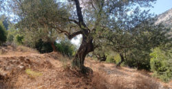 Land for Sale Mazraat Aassaf Bsharri Area 985Sqm Land for Sale Mazraat Aassaf Bsharri Area 985Sqm
