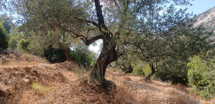 Land for Sale Mazraat Aassaf Bsharri Area 985Sqm Land for Sale Mazraat Aassaf Bsharri Area 985Sqm