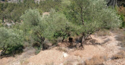 Land for Sale Mazraat Aassaf Bsharri Area 985Sqm Land for Sale Mazraat Aassaf Bsharri Area 985Sqm