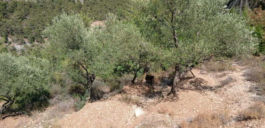 Land for Sale Mazraat Aassaf Bsharri Area 985Sqm Land for Sale Mazraat Aassaf Bsharri Area 985Sqm