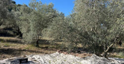 Land for Sale Bejjeh Jbeil Area 5410Sqm
