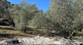 Land for Sale Bejjeh Jbeil Area 5410Sqm