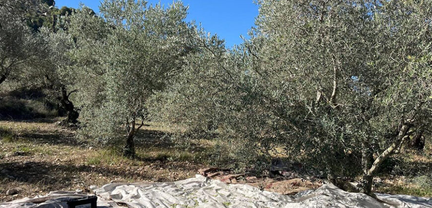 Land for Sale Bejjeh Jbeil Area 5410Sqm