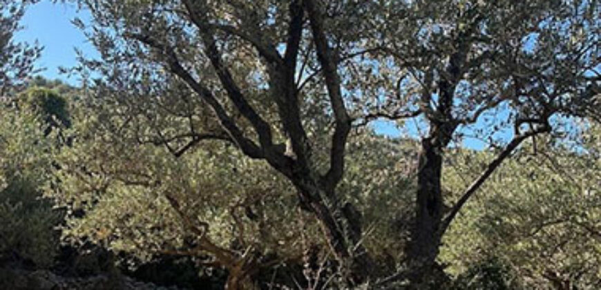 Land for Sale Bejjeh Jbeil Area 5410Sqm