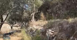 Land for Sale Ain Kfaa Jbeil Area 6590Sqm