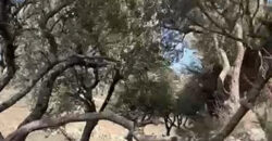 Land for Sale Ain Kfaa Jbeil Area 6590Sqm