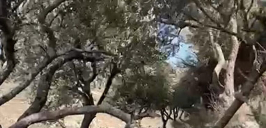 Land for Sale Ain Kfaa Jbeil Area 6590Sqm