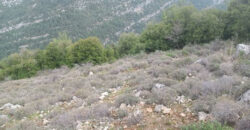 Land for Sale Hardine – Beit Kassab Batroun Area 17003Sqm