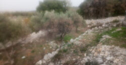 Land for Sale Sourat Batroun Area 820Sqm