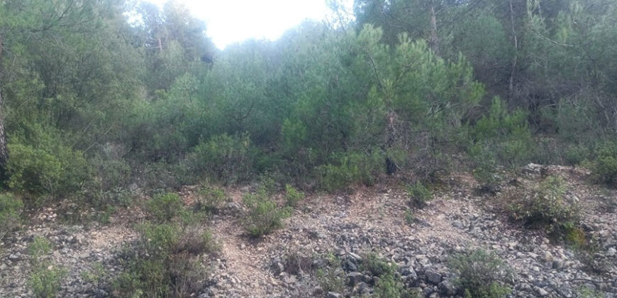 Land for Sale Mazraat Aassaf Bsharri Area 4350Sqm