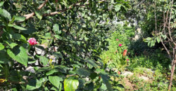 House for Sale Aamchit Jbeil Housing Area 160Sqm Land Area 500Sqm