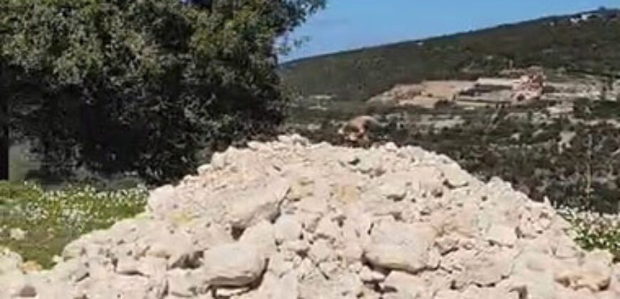 Land for Sale Kharbeh Jbeil Area 1993Sqm & Natural Stone Vault ( Arch 43Sqm ).