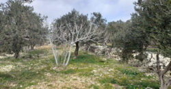 Land for Sale Monsef Jbeil Area 6545Sqm