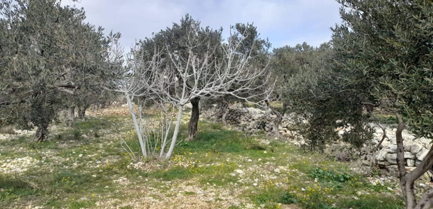 Land for Sale Monsef Jbeil Area 6545Sqm