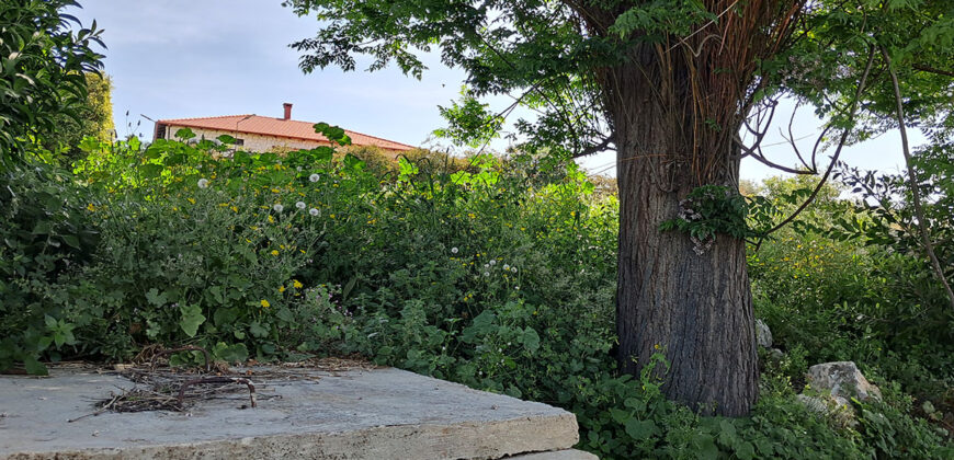 Land for Sale Edde Jbeil Area 1006Sqm