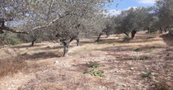 Land for Sale Ain Kfaa Jbeil Area 1259Sqm