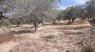 Land for Sale Ain Kfaa Jbeil Area 1259Sqm