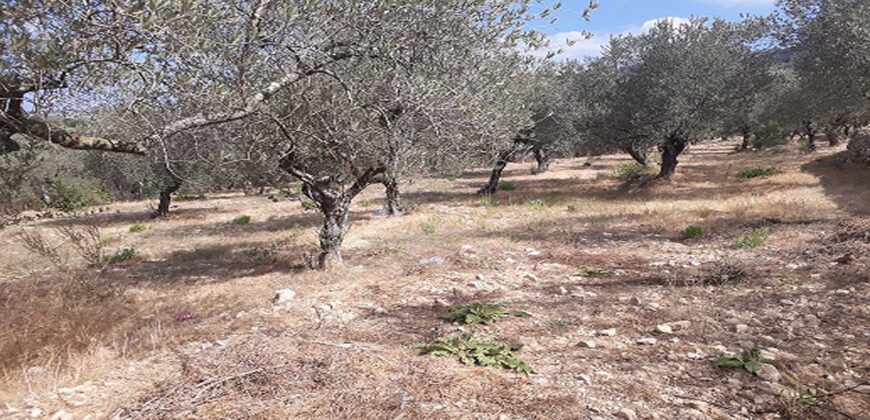 Land for Sale Ain Kfaa Jbeil Area 1259Sqm