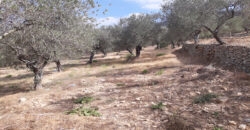 Land for Sale Ain Kfaa Jbeil Area 1259Sqm