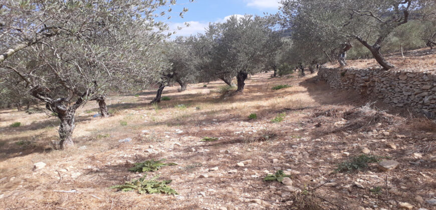 Land for Sale Ain Kfaa Jbeil Area 1259Sqm