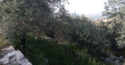 Land for Sale Halta Batroun Area 661Sqm