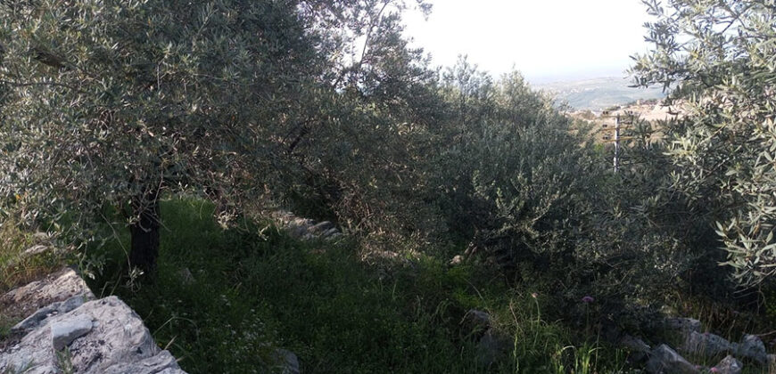 Land for Sale Halta Batroun Area 661Sqm