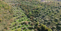 Land for Sale Ain Kfaa Jbeil Area 6534Sqm