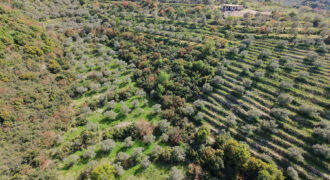 Land for Sale Ain Kfaa Jbeil Area 6534Sqm