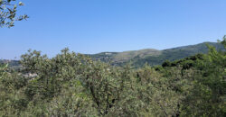 Land for Sale Ain Kfaa Jbeil Area 6534Sqm