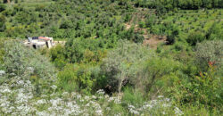 Land for Sale Ain Kfaa Jbeil Area 12500Sqm
