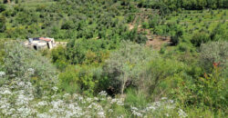 Land for Sale Ain Kfaa Jbeil Area 12500Sqm